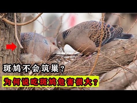 玉女食斑鳩|呱吉